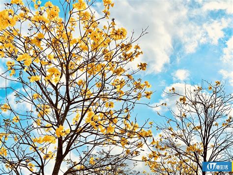 黃鐘花風水|黃花風鈴木